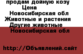 продам дойную козу › Цена ­ 6 000 - Новосибирская обл. Животные и растения » Другие животные   . Новосибирская обл.